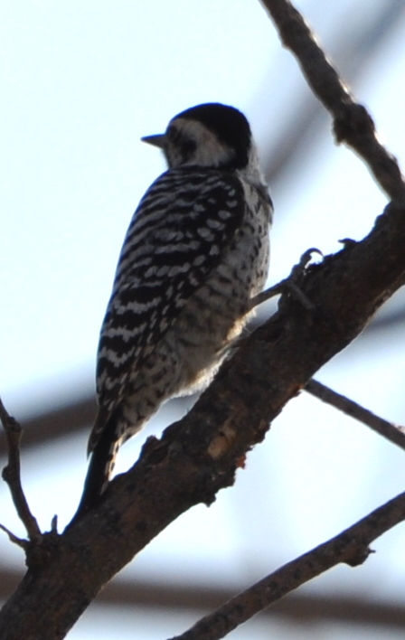 DSC_0791b.JPG