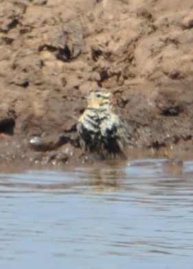 Chestnut-Collared Longspur finishing a bath in a cattle watering pond.