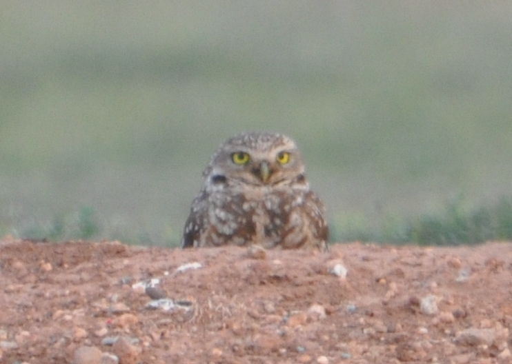 DSC_0964b.JPG
