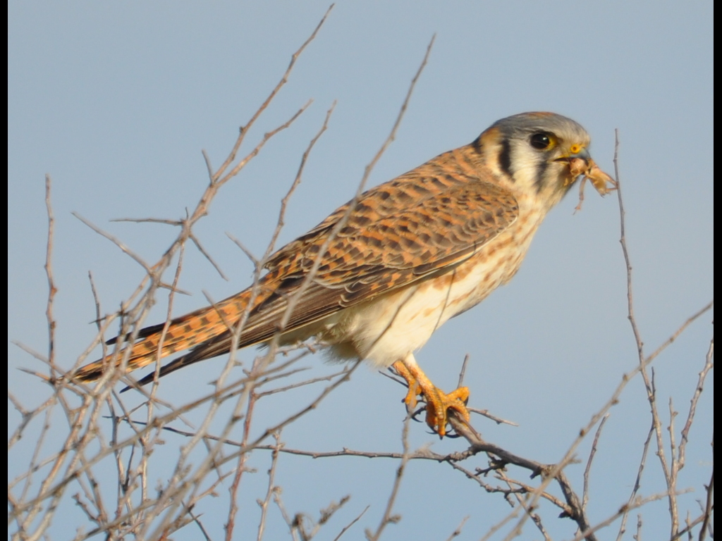 DSC_0129b.JPG