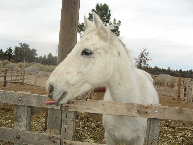 Platiados tongue