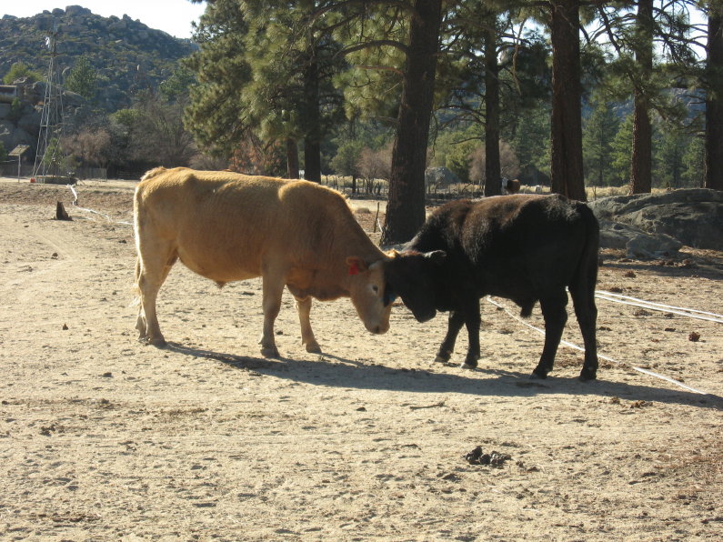 Sparring bulls
