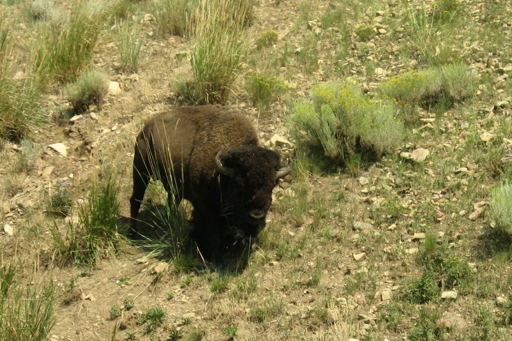 Bison