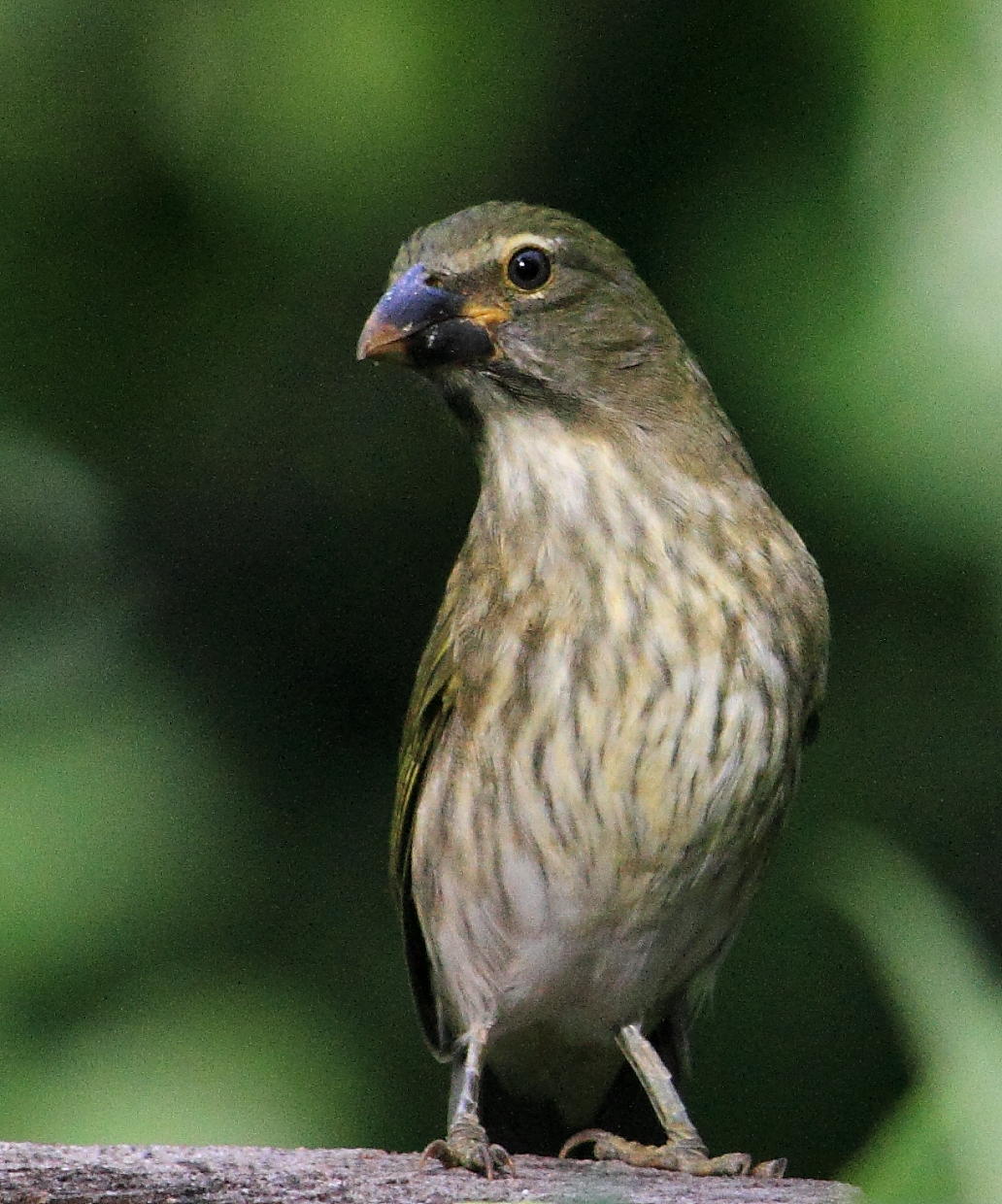 IMG_5429bird.JPG