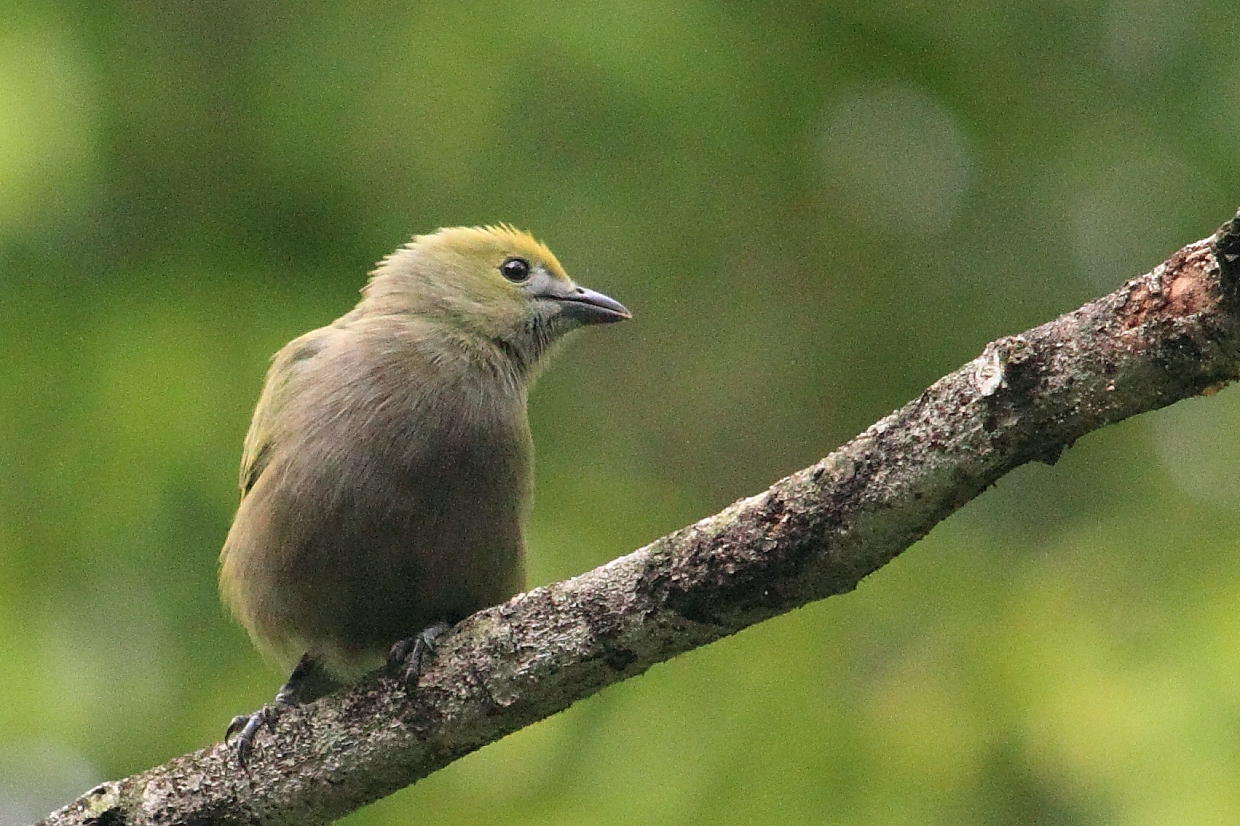 IMG_4894bird.JPG