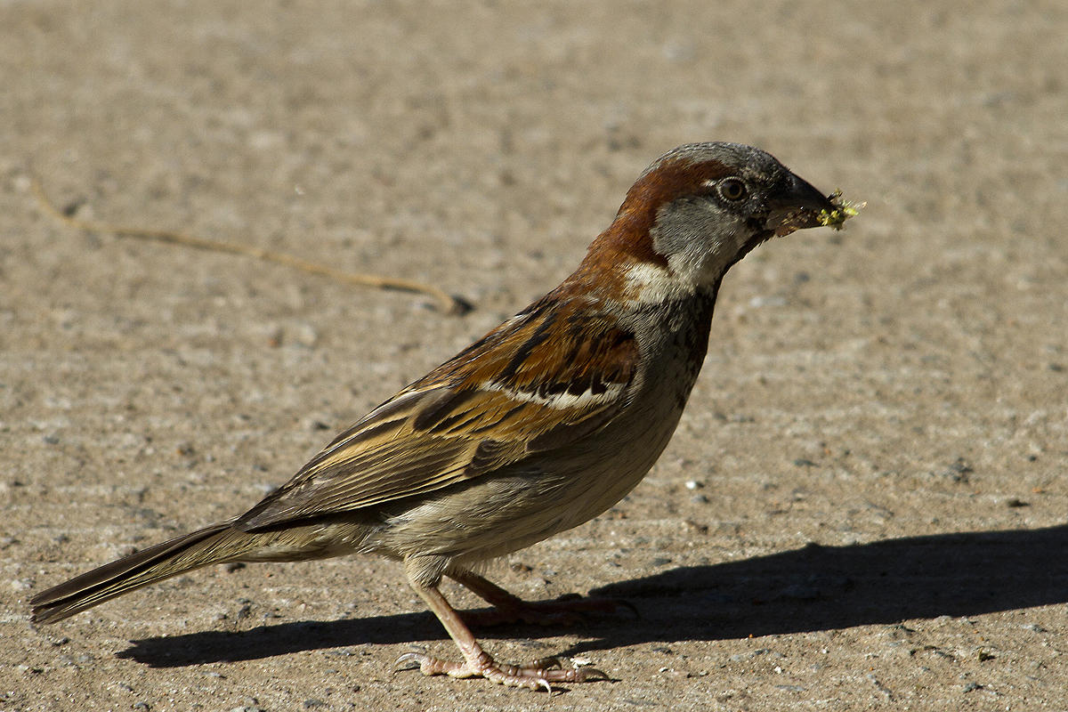 Marsh Seedeater