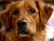 dog-ss.jpg