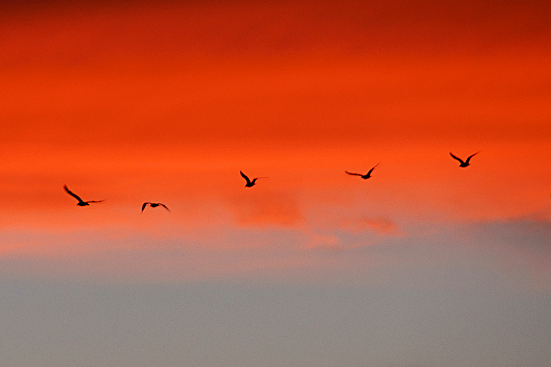 DSC01241 - Seagulls in the Sunset**WINNER**