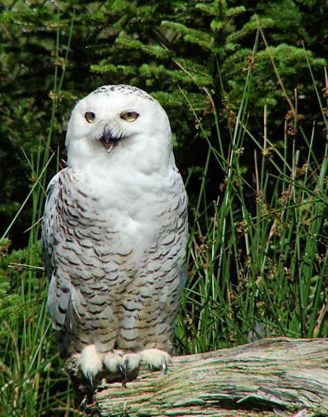 Salmonier 2008 008 - Snowy Owl