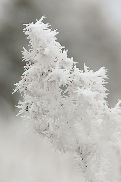 DSC06211 - Weed In Winter