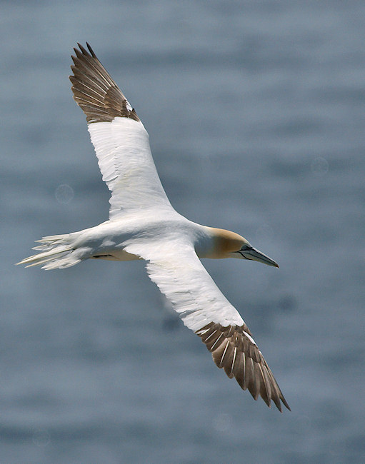 DSC08068 - Northern Gannet