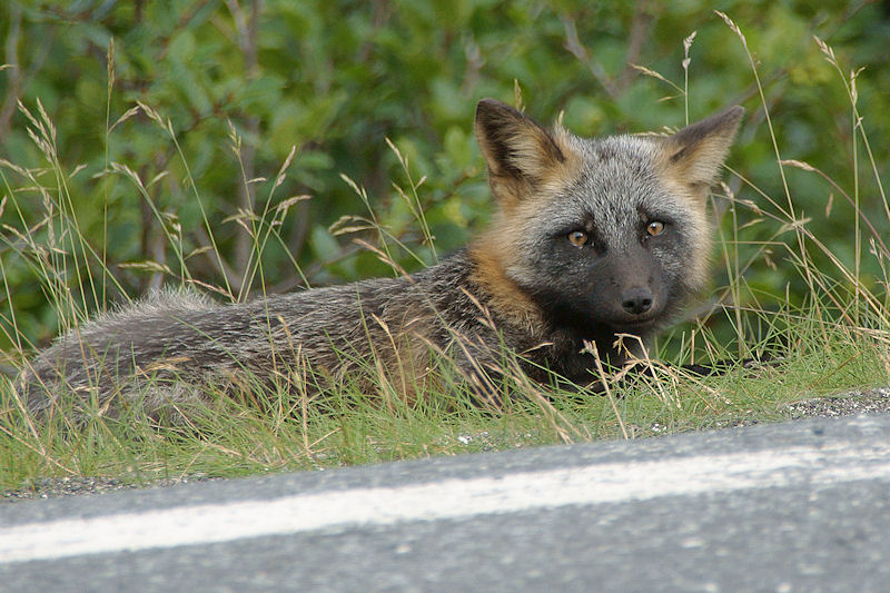 DSC09237 - Fox by the Side of the Road