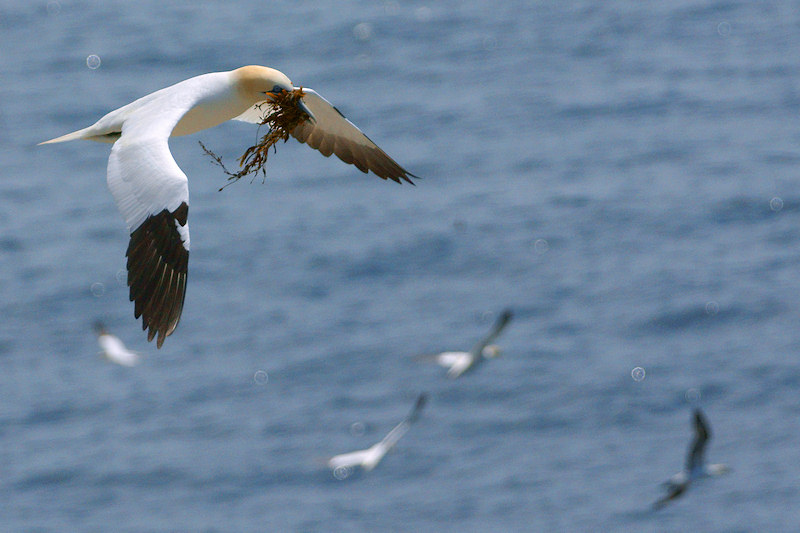 DSC08106 - Nest-building Time