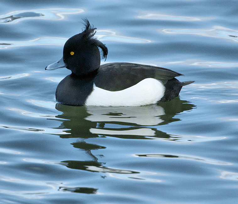 DSC00514 - Tufted Duck