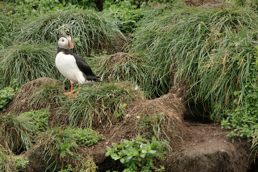 _DSC2368 - Puffin and Burrows