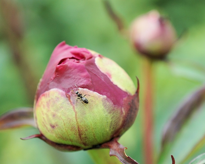 DSC00200 - Peony and Resident Ant