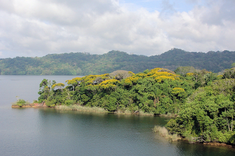 DSC01490 - Colorful treetops on island in Gatun Lake