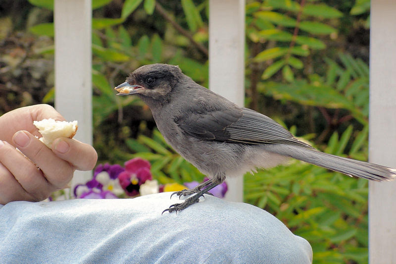 Jay eating out of Cluny's hand