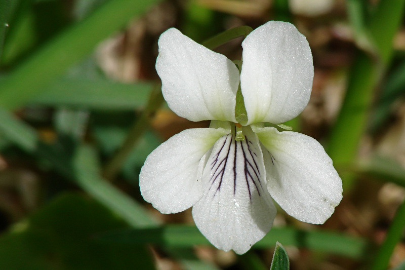 Tiny White Flower 038White Violet