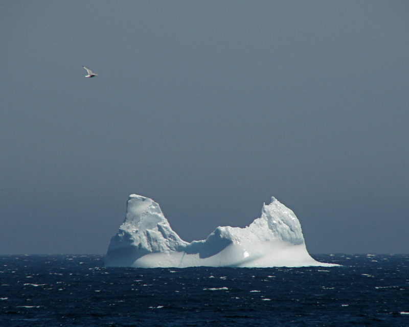 Bergs 140Off Witless Bay