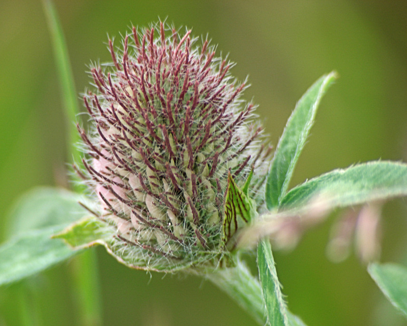 Red Clover 010