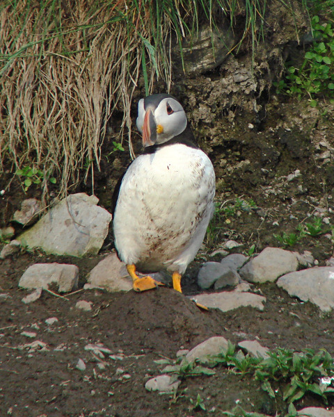 Witless Bay Bird Island Trip 319Aw, shucks! Got my pants dirty!