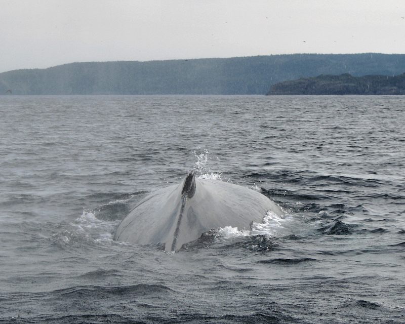 Witless Bay Bird Island Trip 155<br>Whales back