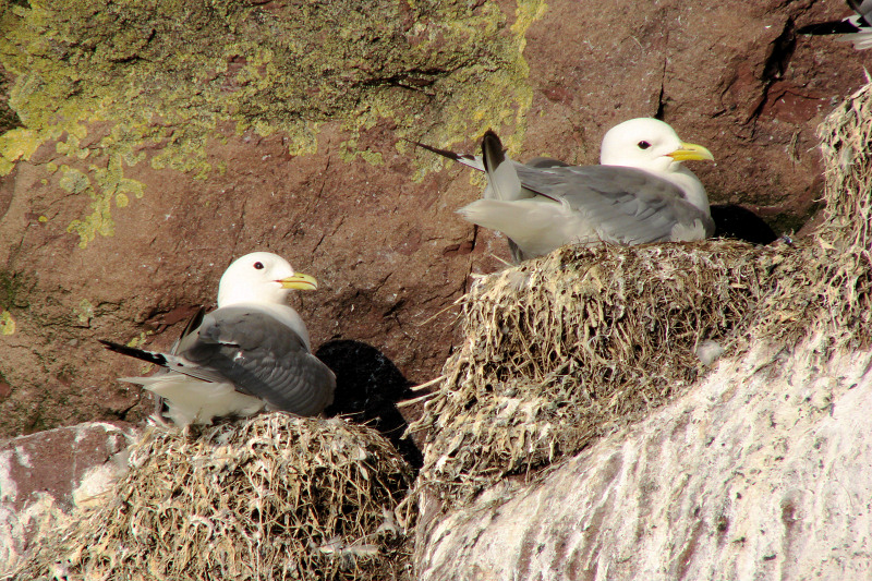 Witless Bay Bird Island Trip 241Nesting Gulls