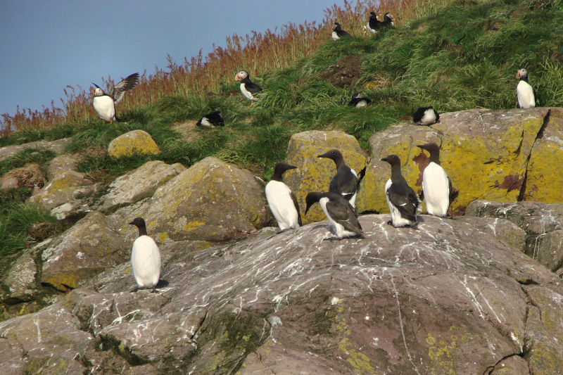 Witless Bay Bird Island Trip 246Murres and Puffins