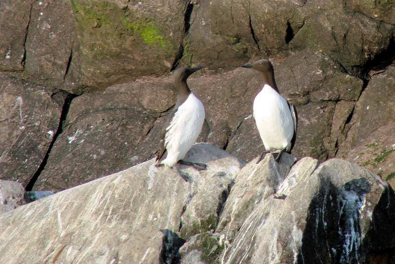 Witless Bay Bird Island Trip 249 A pair of Common Murres