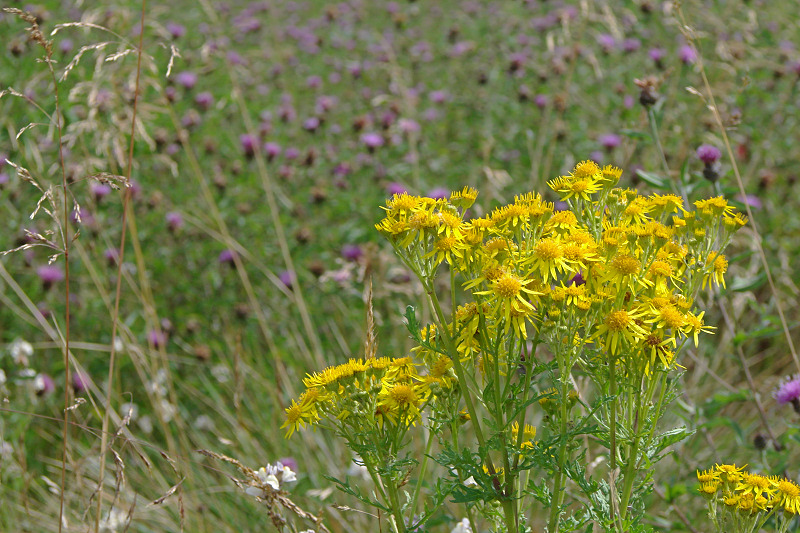 Flowers on the Trail 006