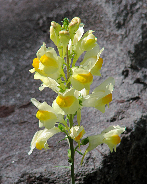 Flowers on the Trail 004