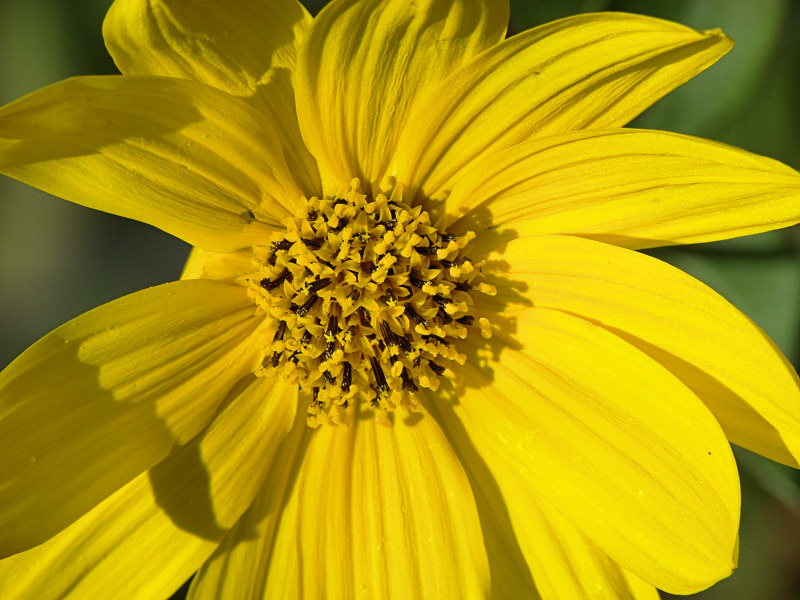 Black-Eyed Susan 009