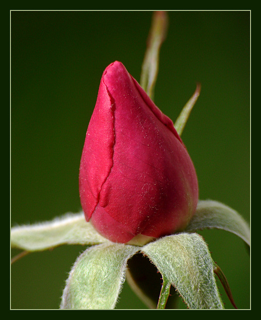 Rosebud 006 Frame