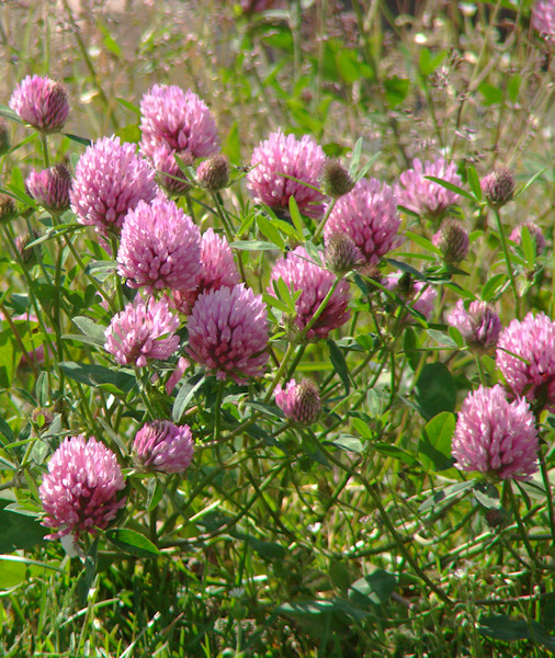 Backyard 002Red Clover