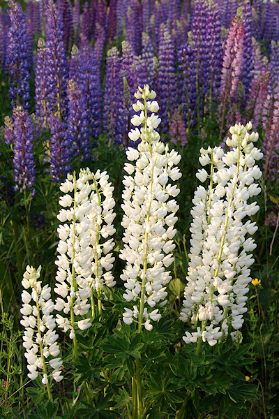 Lupins 003