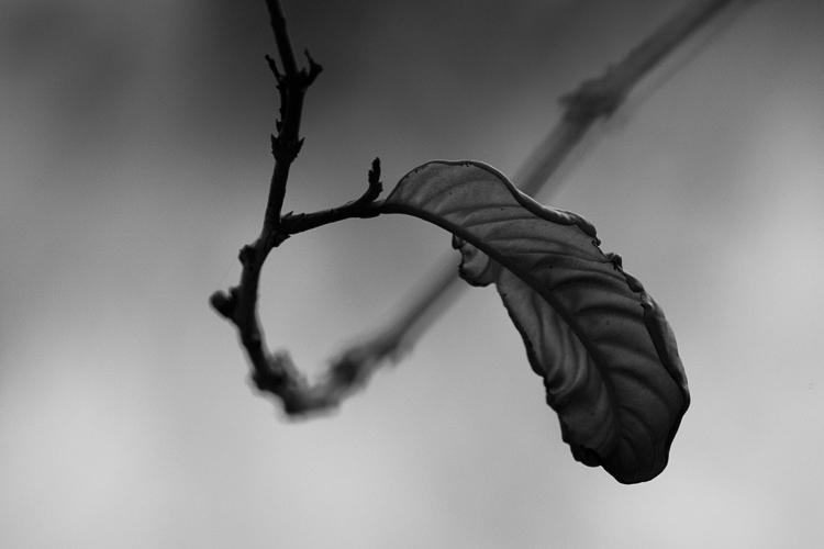 _CD_4221bw.jpg