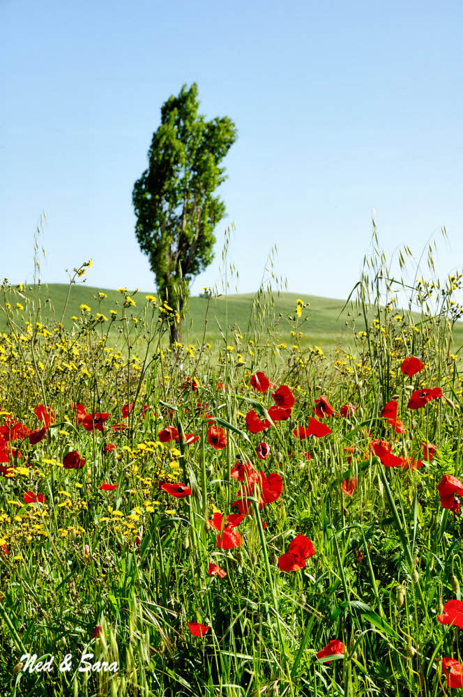 red poppies