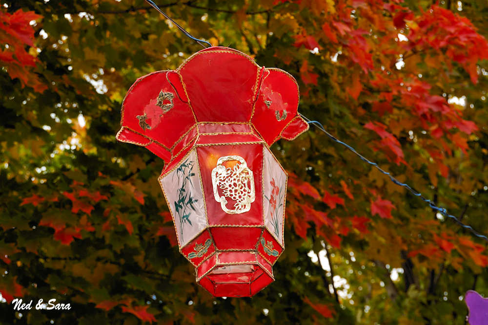 Chinese lantern in the botanical garden
