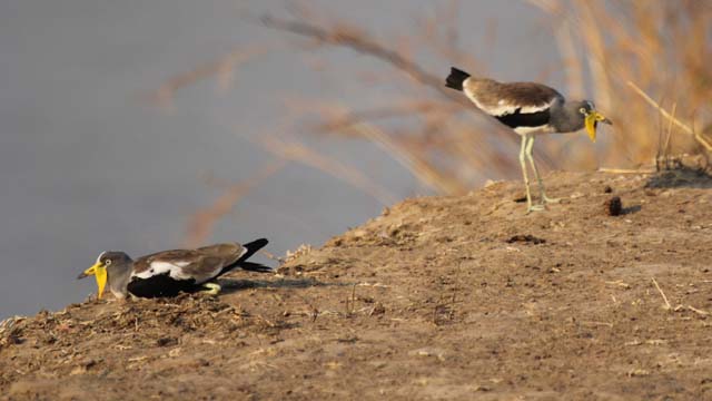 Crowned plovers