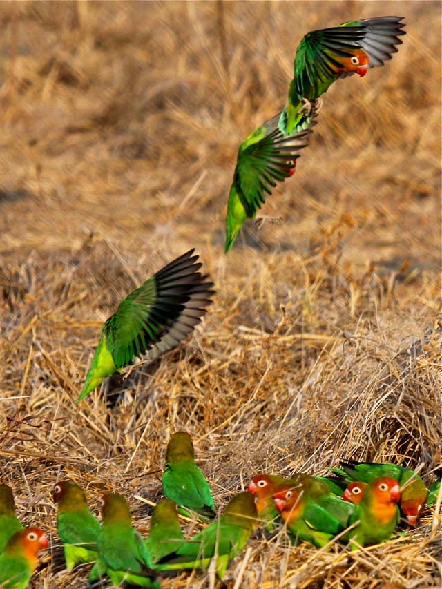 Lillians love birds lift off