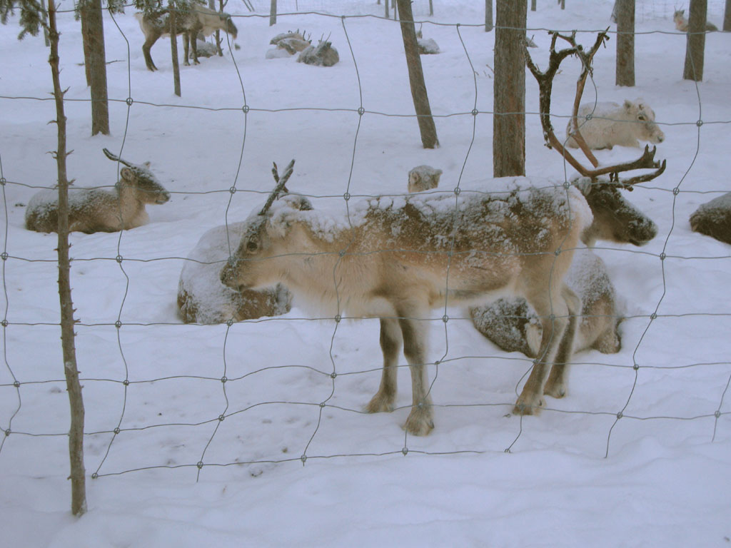 A BABY reindeer!