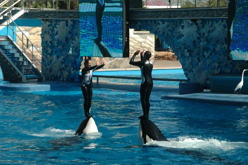 Sea World Shamu Show
