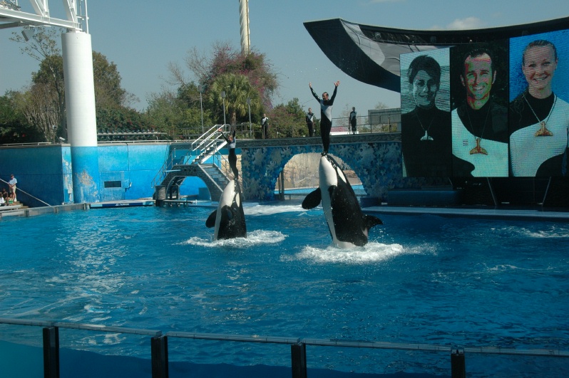 Sea World Shamu Show