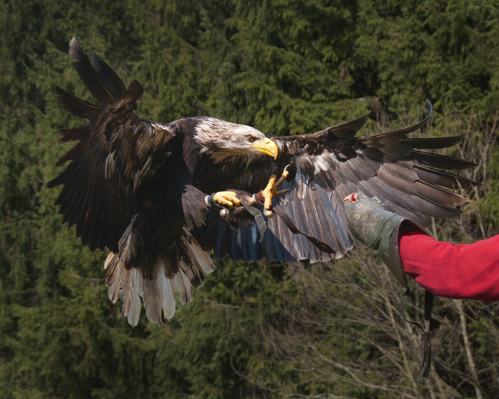 Hungry Bald Eagle