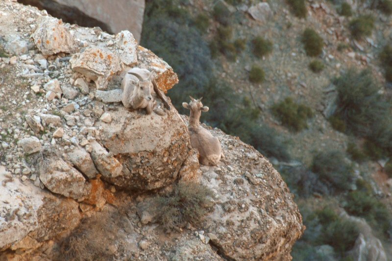 Goats at South Rim