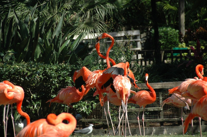 Busch Gardens