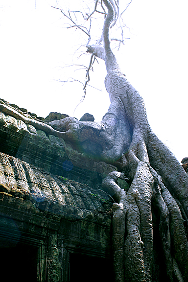 Ta Prohm