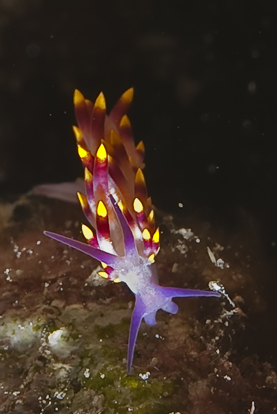 Nudibranquio