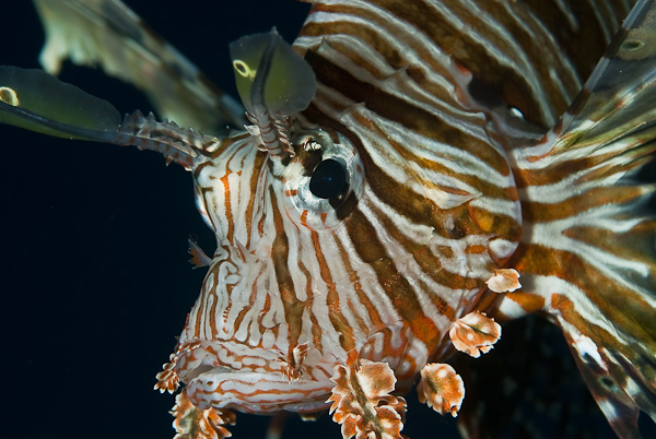 Peixe Leo - Russells lionfish (Pterois russelli)